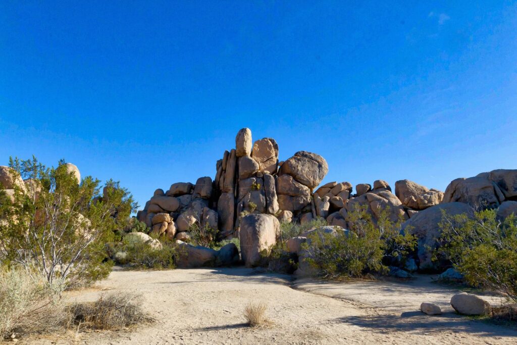 Get Married in Joshua Tree National Park