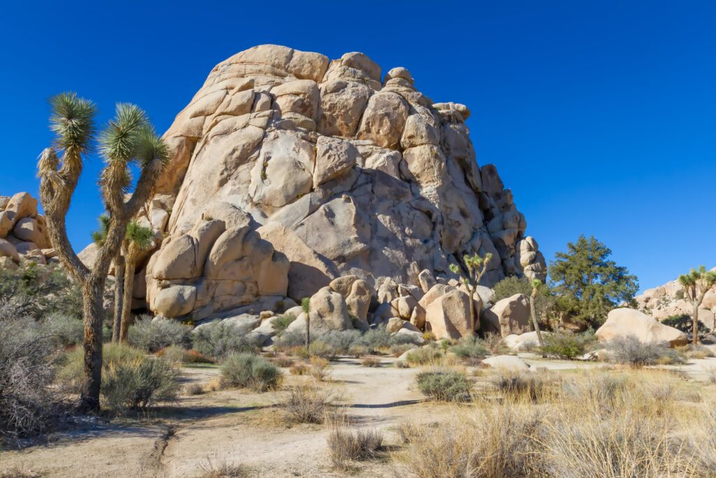 Joshua Tree Elopement